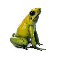 Phyllobates bicolor 'Green Leg' (Captive Bred) - Black Legged Poison Frog