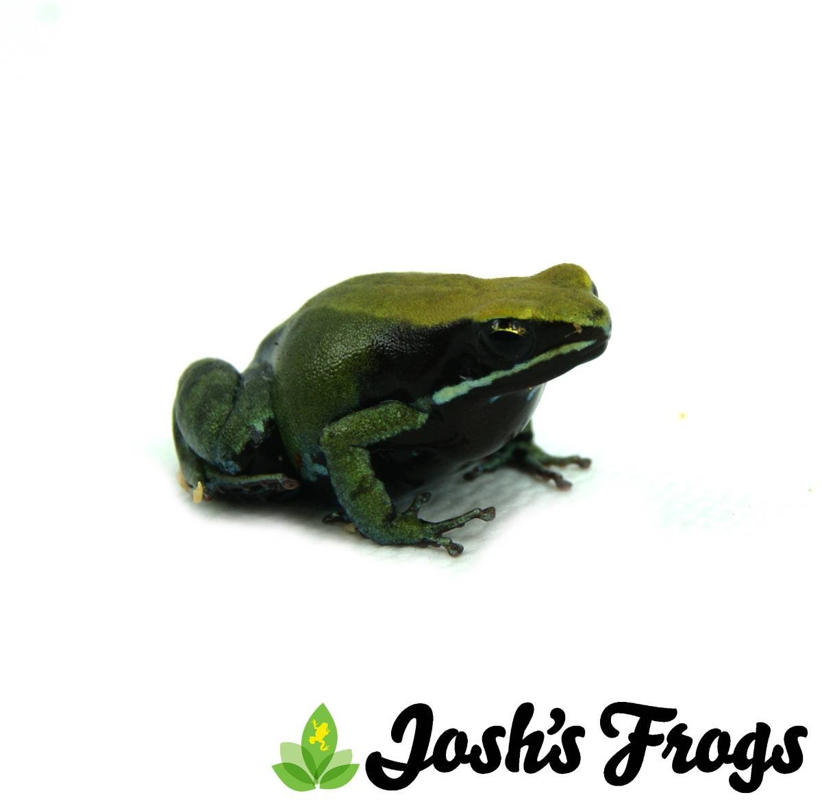 Josh's Frogs Melanogaster Fruit Fly Media