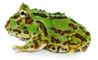 Green Pac-Man Frog - Ceratophrys cranwelli (CBP)