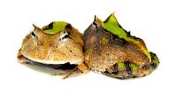 Green Surinam Horned Pac-Man Frog - Ceratophrys cornuta (Captive Bred CBP)