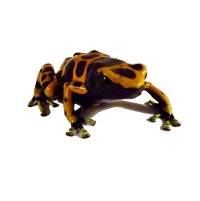 Dendrobates leucomelas 'Guyana Yellow' TADPOLE - Bumble Bee Dart Frog