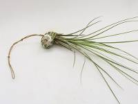 Hanging Planted Snail Shell with Tillandsia 'Air Plant' - TEMPLATE