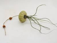 Hanging Planted Sea Urchin Shell with Tillandsia 'Air Plant' - TEMPLATE