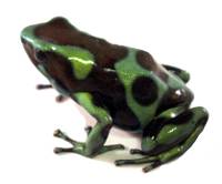 Dendrobates auratus 'Hawaiian' TADPOLE