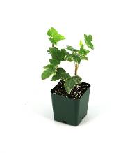 Hedera helix 'English Ivy' (Grower's Choice)