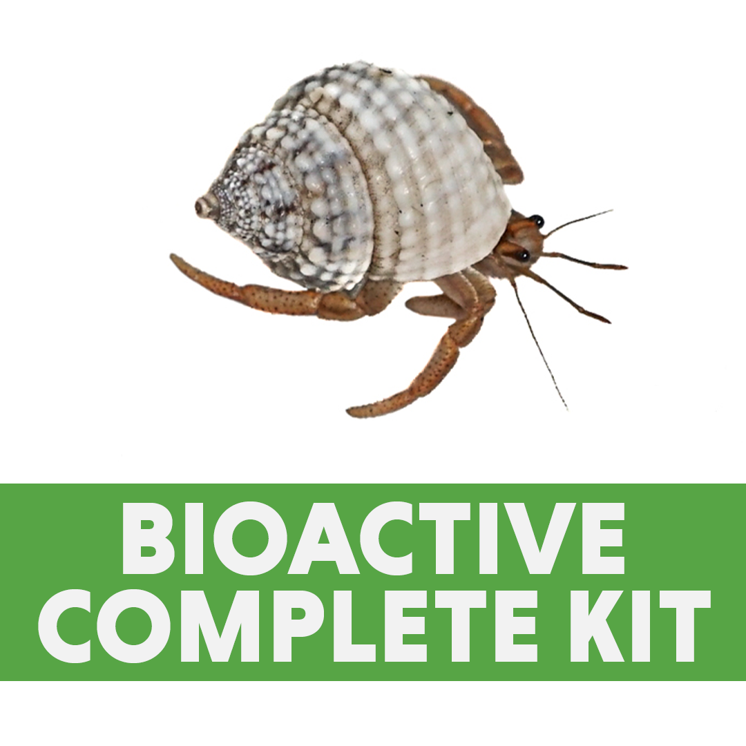 Josh's Frogs BIOACTIVE 18x18x18 Complete Baby Hermit Crab Kit
