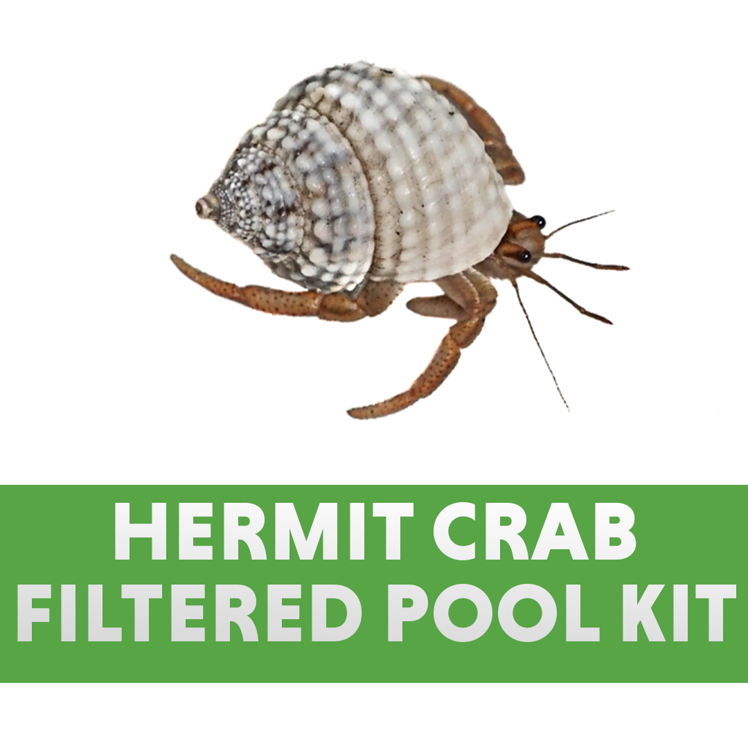 Hermit Crab Pools, Sponges, & Salt 