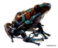 Dendrobates auratus 'Highland Bronze' TADPOLE