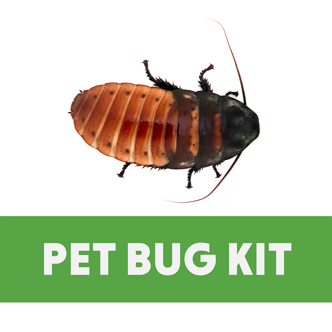 Pet Hissing Cockroach Kit (Includes Hissing Cockroach)