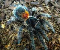 Chilean Yellow Flame Tarantula - Homoeomma orellanai | 1/2-3/4 inch (Captive Bred)