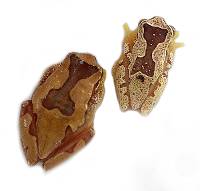 Sexed Pair Hourglass Tree Frog - Dendropsophus ebraccatus (Captive Bred)