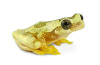 Hourglass Tree Frog - Dendropsophus ebraccatus (Captive Bred)