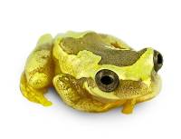 Hourglass Tree Frog - Dendropsophus ebraccatus (Captive Bred)