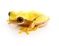 Hourglass Tree Frog 'Patternless' - Dendropsophus ebraccatus (Captive Bred)