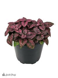 Hypoestes phyllostachya 'Rose Splash' (4 inch pot)