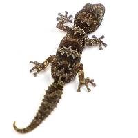 Ibity Ground Gecko - Paroedura bastardi ibityensis (Captive Bred)