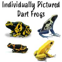 Dart Frog - (Individually Pictured)