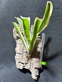 Bromeliad