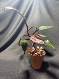 Philodendron Pink Princess