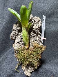 Bromeliad with moss