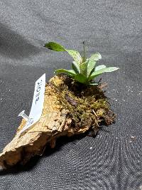 Bromeliad with live moss