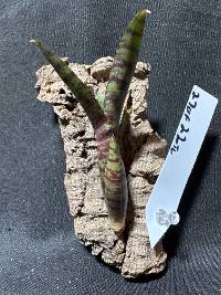 Bromeliad w/ hook mount