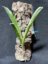 Hook mounted bromeliad