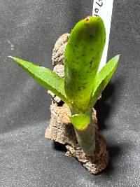 Bromeliad 
