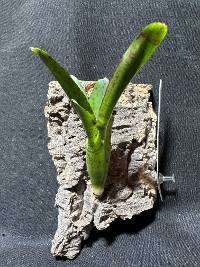 Bromeliad 