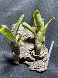 Bromeliad duo