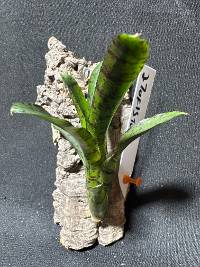 Bromeliad 