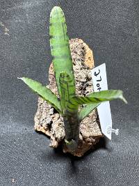 Bromeliad w/hook mount 