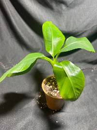 Grand nain Banana tree