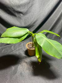 Grand nain Banana tree