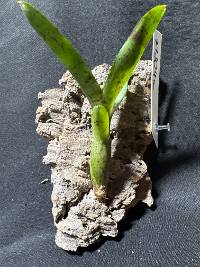 Bromeliad 