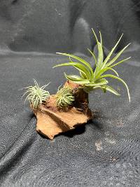 Multiple Tillandsia on driftwood