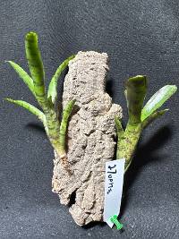 Bromeliad w/ hook