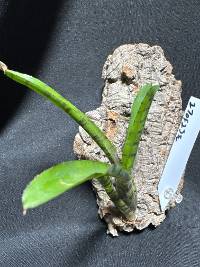 Bromeliad 
