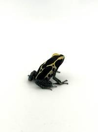 Dendrobates tinctorius 'Powder Blue' PB002