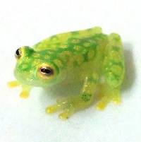 Reticulated Glass Frog - Hyalinobatrachium valerioi (Captive Bred)