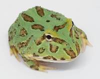 Peppermint Pac-Man Frog - Ceratophrys cranwelli (Captive Bred)