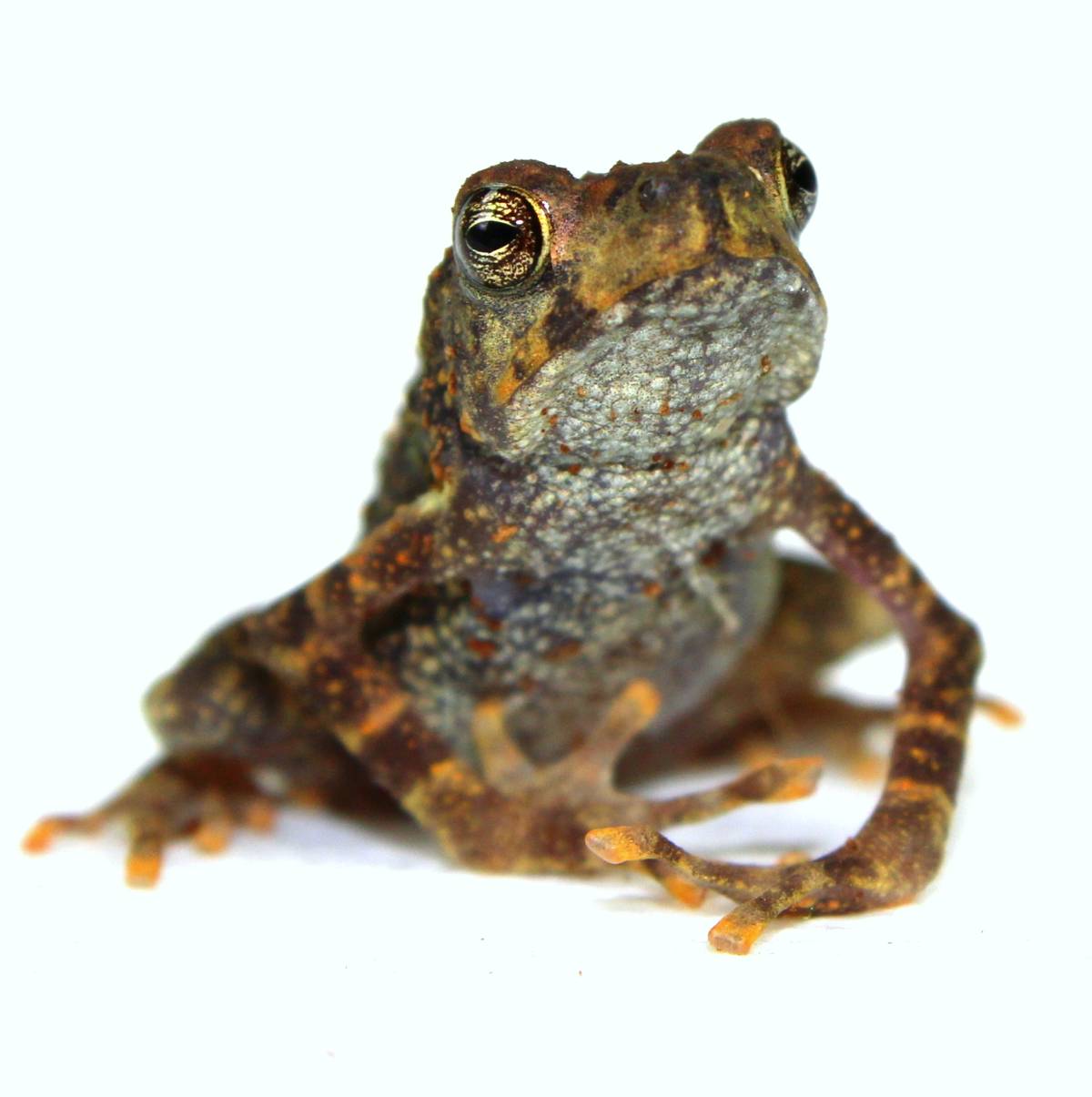 Image of Yellow Spotted Climbing Toad - Rentapia flavomaculata (Captive Bred)