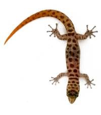 Island Least Gecko - Sphaerodactylus sputator (male)