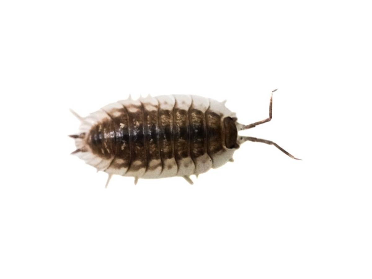 Temperate Springtail (Collembola) Culture (32 oz)