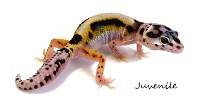 Jungle Leopard Gecko - Eublepharis macularius (Captive Bred)