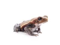 Juvenile Smooth Sided Toad (1.75"+) - Rhaebo guttatus (Captive Bred)