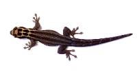 Kim Howell's Dwarf Gecko - Lygodactylus kimhowelli (Captive Bred)