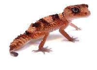 Northern Banded Knob-Tailed Gecko - Nephrurus cinctus (captive-bred)