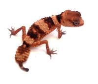 Rough Banded Knob-Tailed Gecko - Nephrurus wheeleri cinctus (Captive Bred CBP)