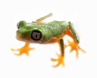 Lemur Tree Frog - Agalychnis lemur (Captive Bred)